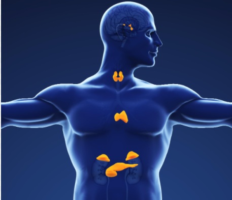 Endocrinology
